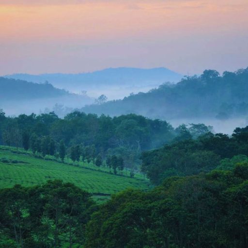 Tropical Rainforest