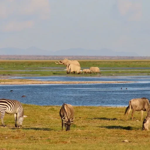 amboseli1