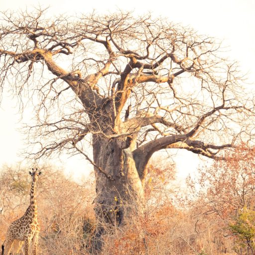 baobab-tree-Ruaha