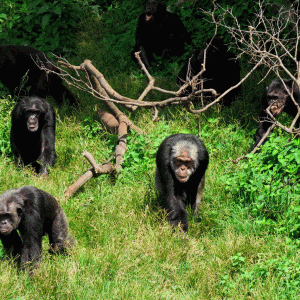 chimpanzees