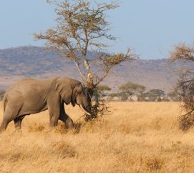 dry season