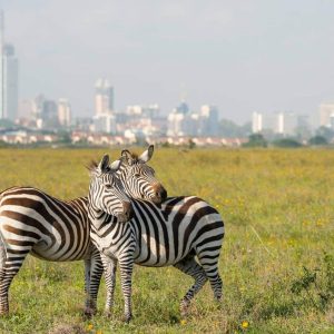 nairobi_zebras