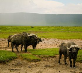 ngorongoro