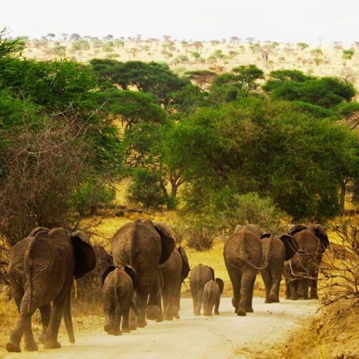tarangire np (2)