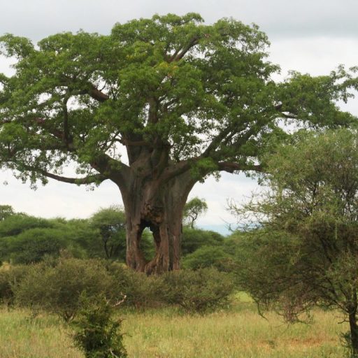tarangire np
