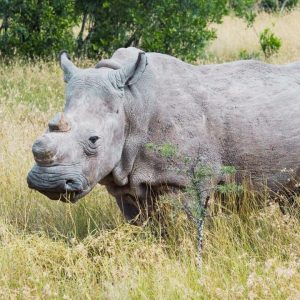 white rhino